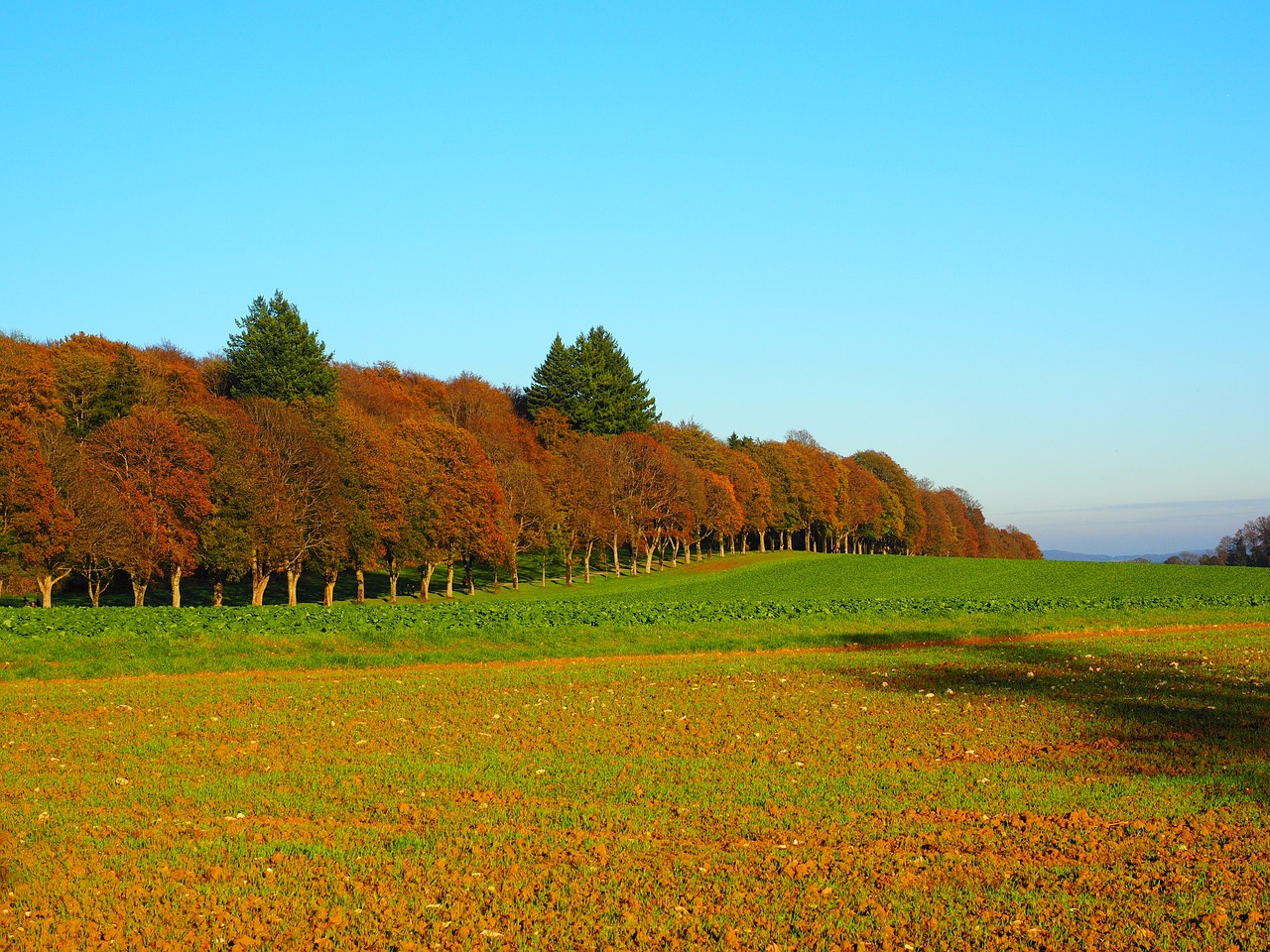 How to Use Manure in Your Garden the Eco-Friendly Way?